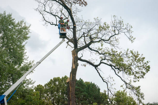 How Our Tree Care Process Works  in  Monrovia, MD